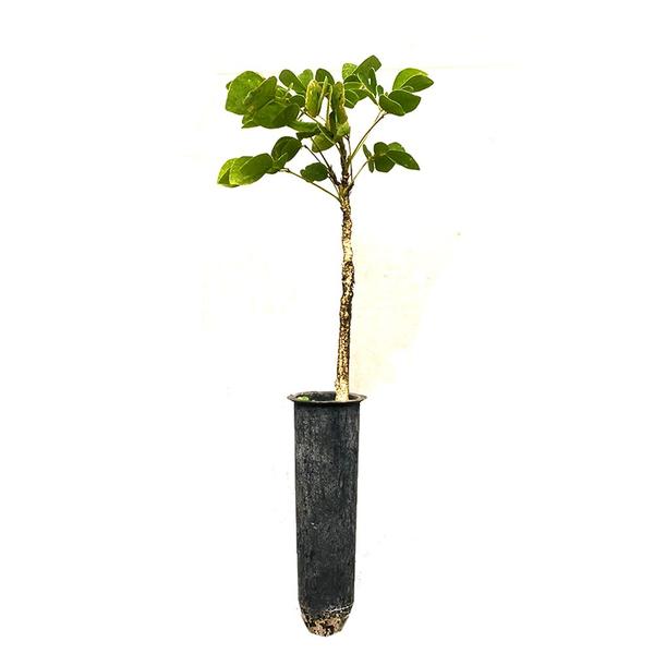 Imagem de Muda de Aboleiro 20 a 40cm AMK - Plantas Online