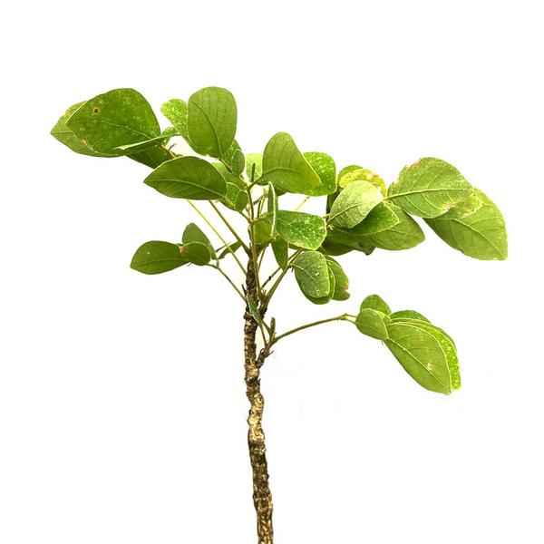 Imagem de Muda de Aboleiro 20 a 40cm AMK - Plantas Online