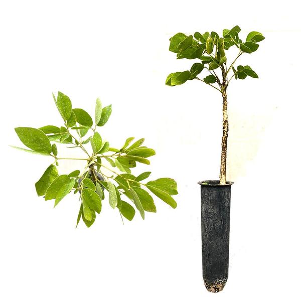 Imagem de Muda de Aboleiro 20 a 40cm AMK - Plantas Online