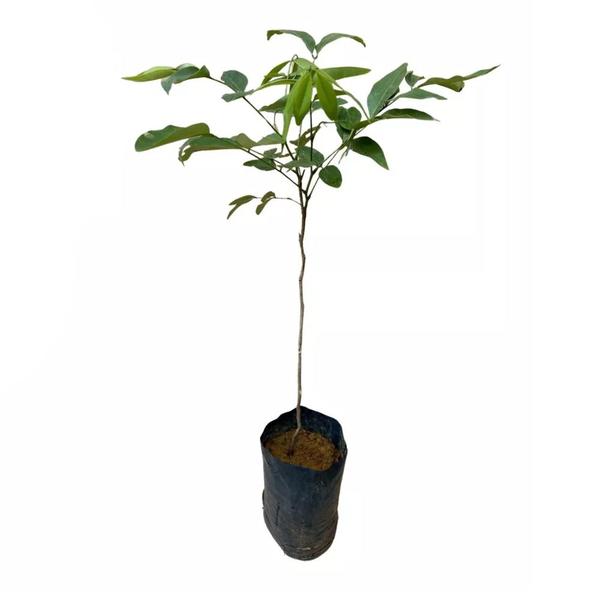 Imagem de Muda de Acacia Imperial 20 a 40cm AMK - Plantas Online