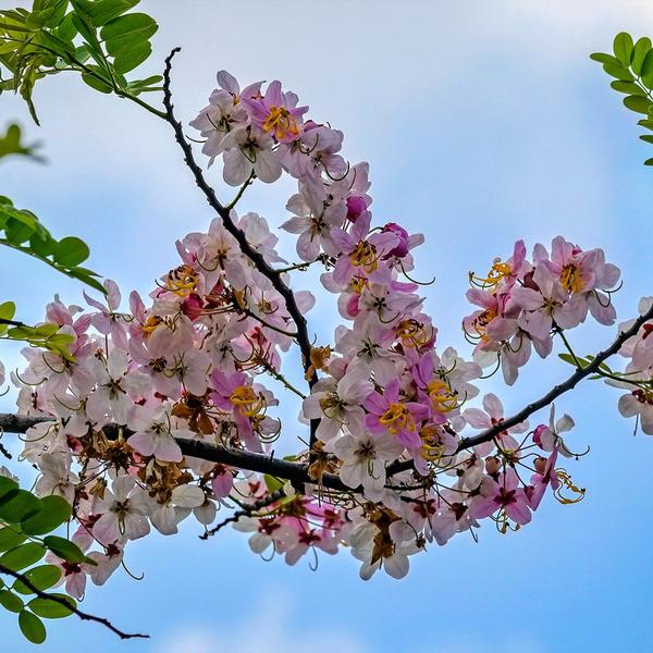 Imagem de Muda de Acácia Javanesa 20 a 40cm AMK - Plantas Online