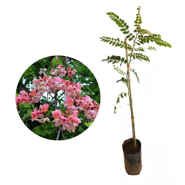 Imagem de Muda de Acácia Javanesa 20 a 40cm AMK - Plantas Online