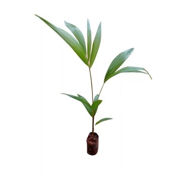 Imagem de Muda de Acai 20 a 40cm AMK - Plantas Online