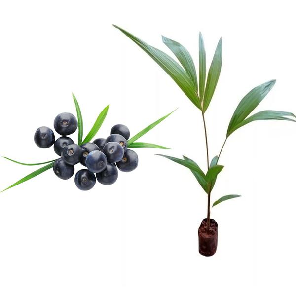 Imagem de Muda de Acai 20 a 40cm AMK - Plantas Online