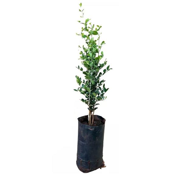 Imagem de Muda de Acerola Azeda 20 a 40cm AMK - Plantas Online