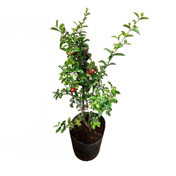 Imagem de Muda de Acerola Doce 20 a 40cm AMK - Plantas Online