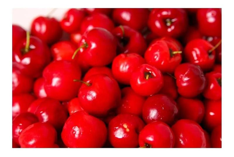 Imagem de Muda De Acerola Doce - Enxertada