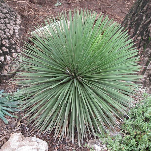 Muda de Agavea Palito 20 a 40cm AMK - Plantas Online - AMK Jardinagem e Paisagismo Imagem de Muda de Agavea Palito 20 a 40cm AMK - Plantas Online