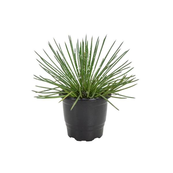Muda de Agavea Palito 20 a 40cm AMK - Plantas Online - AMK Jardinagem e Paisagismo Imagem de Muda de Agavea Palito 20 a 40cm AMK - Plantas Online