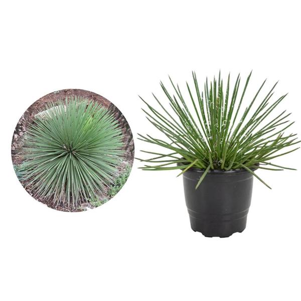 Imagem de Muda de Agavea Palito 20 a 40cm AMK - Plantas Online