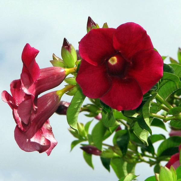 Imagem de Muda de Alamanda Vermelha 20 a 40cm AMK - Plantas Online