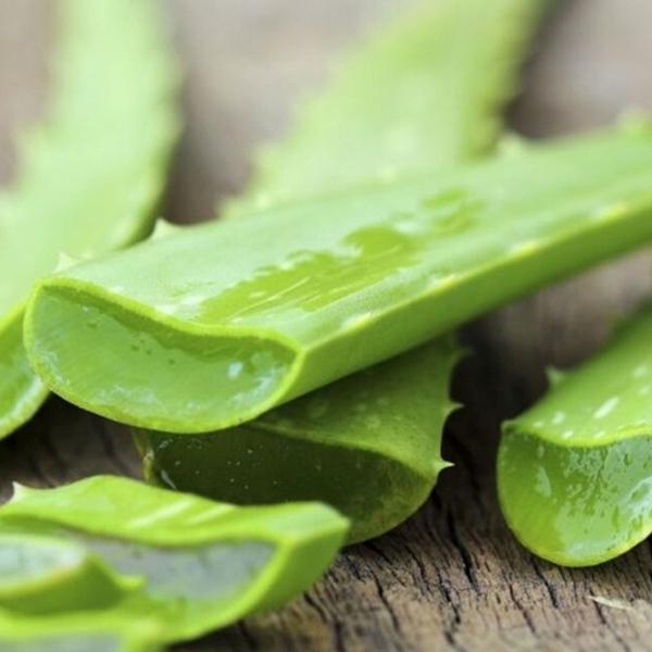 Imagem de Muda de Aloe Vera - Planta natural orgânica