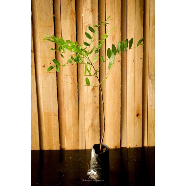 Muda de Amendoim-bravo Altura de 0,40 cm a 0,80 cm - AMK - Jardinagem e Paisagismo Imagem de Muda de Amendoim-bravo Altura de 0,40 cm a 0,80 cm