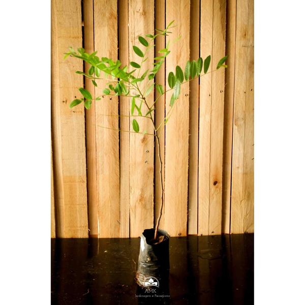 Muda de Amendoim-bravo Altura de 0,40 cm a 0,80 cm - AMK - Jardinagem e Paisagismo Imagem de Muda de Amendoim-bravo Altura de 0,40 cm a 0,80 cm