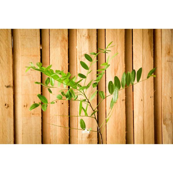 Muda de Amendoim-bravo Altura de 0,40 cm a 0,80 cm - AMK - Jardinagem e Paisagismo Imagem de Muda de Amendoim-bravo Altura de 0,40 cm a 0,80 cm