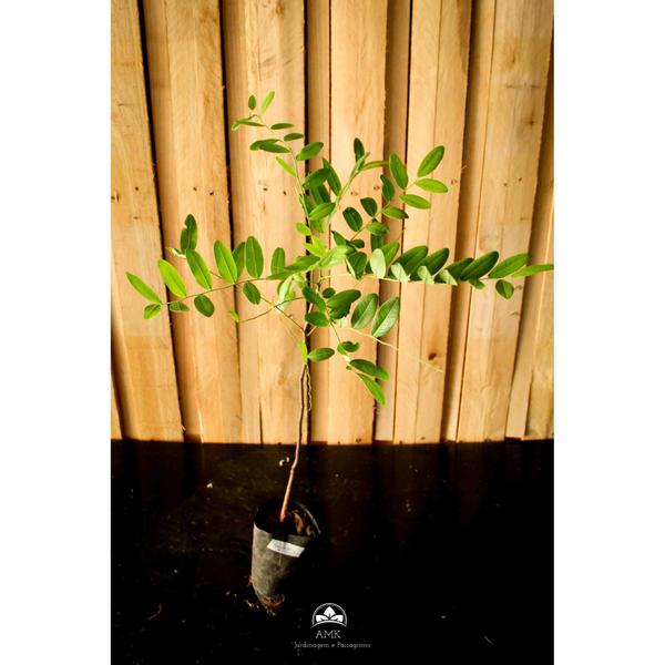 Muda de Amendoim-bravo Altura de 0,40 cm a 0,80 cm - AMK - Jardinagem e Paisagismo Imagem de Muda de Amendoim-bravo Altura de 0,40 cm a 0,80 cm