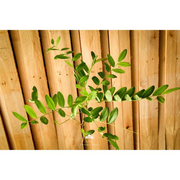 Muda de Amendoim-bravo Altura de 0,40 cm a 0,80 cm - AMK - Jardinagem e Paisagismo Imagem de Muda de Amendoim-bravo Altura de 0,40 cm a 0,80 cm