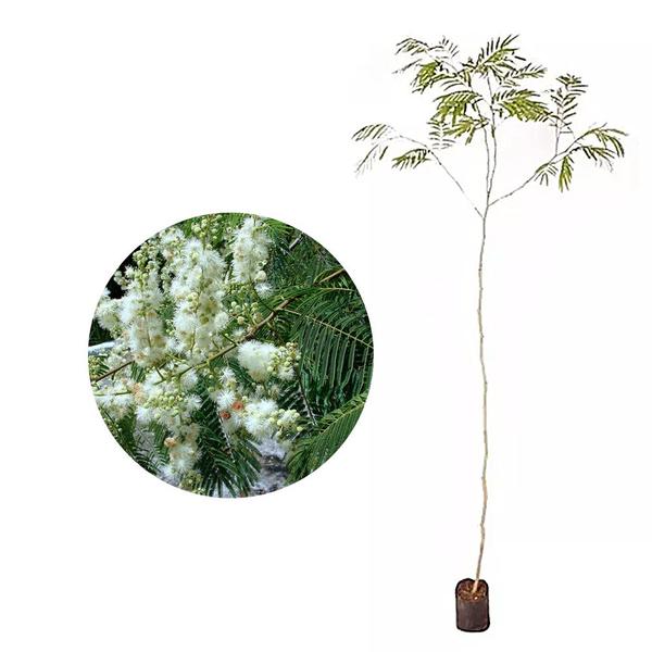 Imagem de Muda de Angico Branco 20 a 40cm AMK - Plantas Online