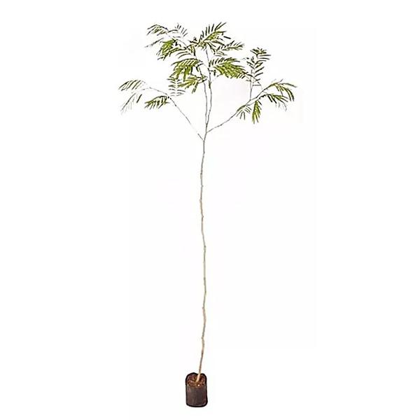 Imagem de Muda de Angico Vermelho 20 a 40cm AMK - Plantas Online