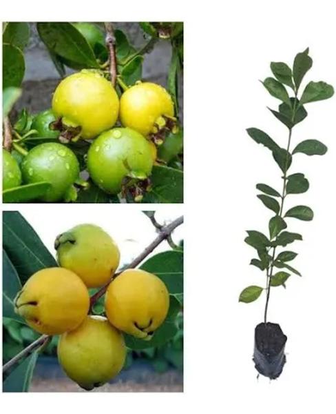 Muda de Araçá Amarelo - mudas de 1 metro - Ornament Mudas Imagem de Muda de Araçá Amarelo - mudas de 1 metro