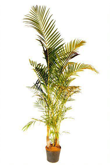 Imagem de Muda de Areca Bambu Altura 0,40 cm a 0,80 cm