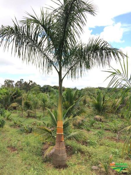 Imagem de Muda de areca de locuba - mudas de 1.20 metro