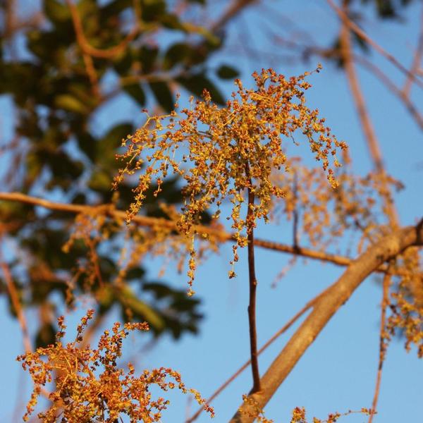 Imagem de Muda de Aroeira Verdadeira 20 a 40cm AMK - Plantas Online