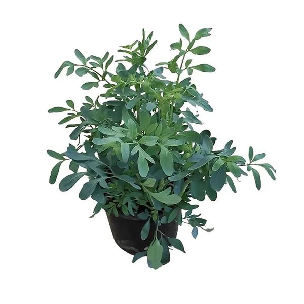 Imagem de Muda de Arruda 20 a 40cm AMK - Plantas Online