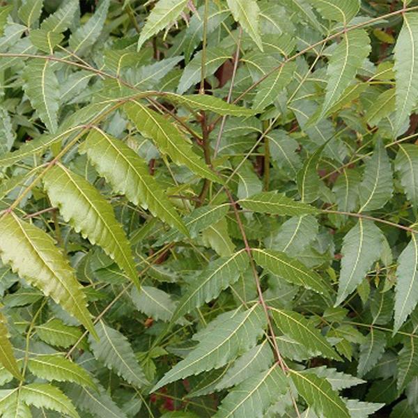 Muda de Arvore Da Felicidade 20 a 40cm AMK - Plantas Online - AMK Jardinagem e Paisagismo Imagem de Muda de Arvore Da Felicidade 20 a 40cm AMK - Plantas Online
