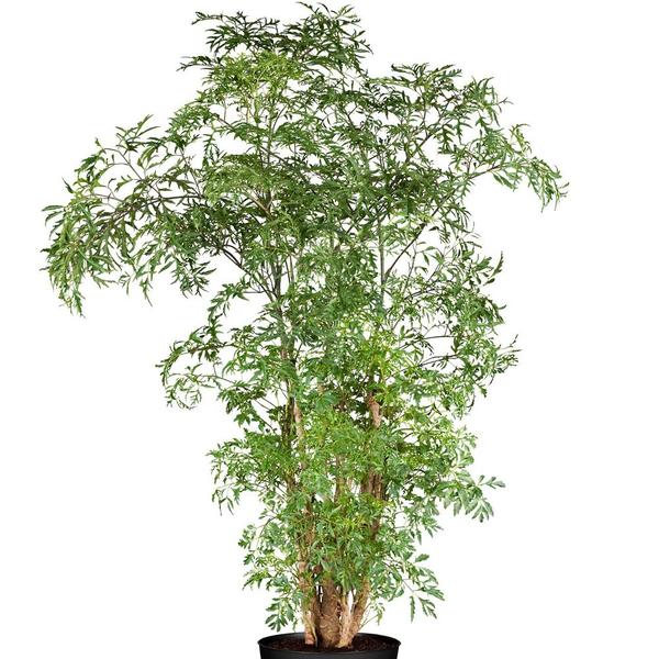 Muda de Arvore Da Felicidade 20 a 40cm AMK - Plantas Online - AMK Jardinagem e Paisagismo Imagem de Muda de Arvore Da Felicidade 20 a 40cm AMK - Plantas Online