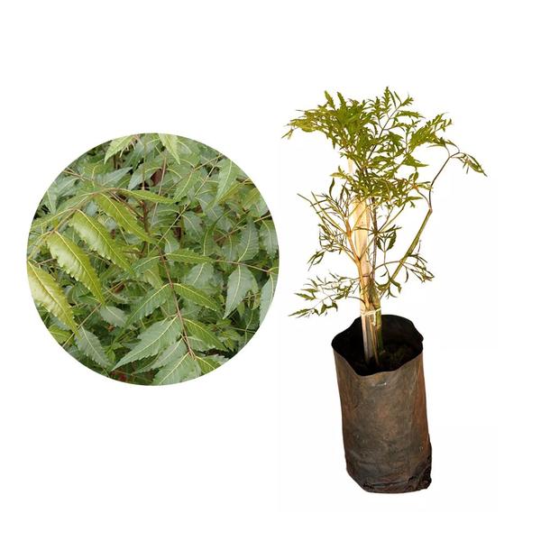 Imagem de Muda de Arvore Da Felicidade 20 a 40cm AMK - Plantas Online