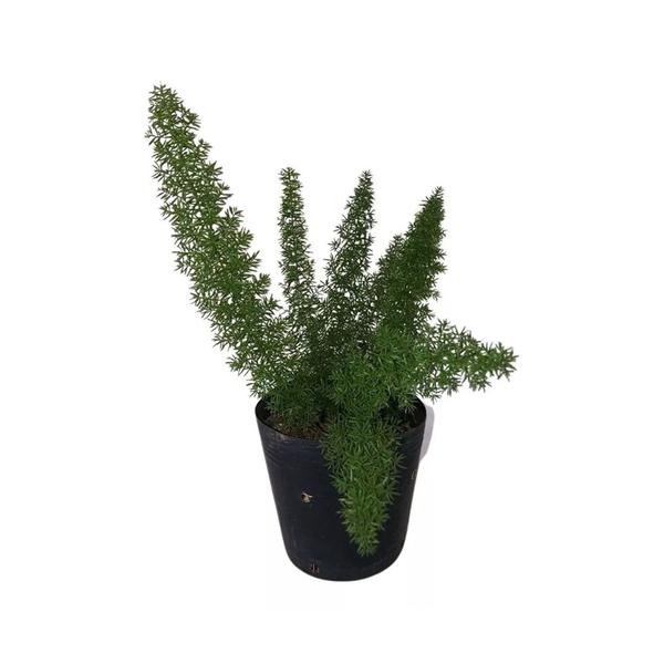 Imagem de Muda de Aspargo Rabo De Gato 20 a 40cm AMK - Plantas Online