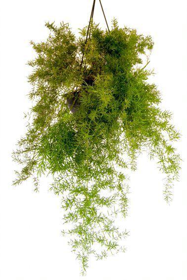 Muda de Aspargo Rabo de Gato Altura 0,40 cm a 0,80 cm - Plantas Imagem de Muda de Aspargo Rabo de Gato Altura 0,40 cm a 0,80 cm