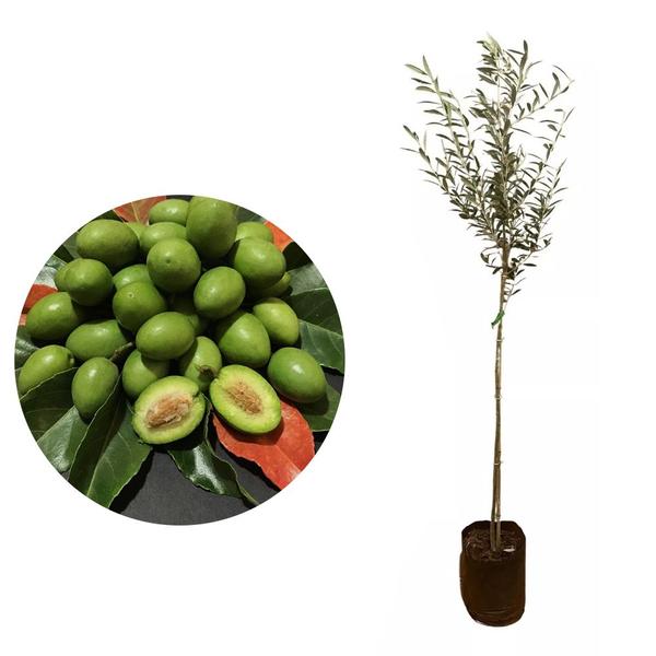 Imagem de Muda de Azeitona Ceilon 20 a 40cm AMK - Plantas Online