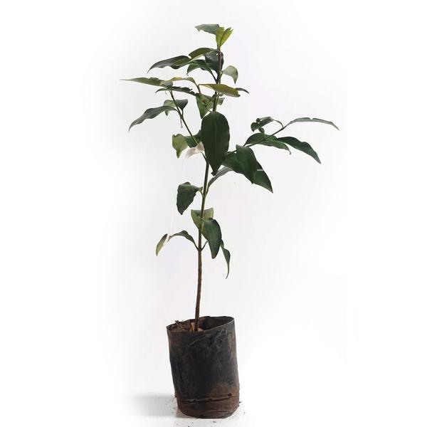 Muda de Bacupari 20 a 40cm AMK - Plantas Online - AMK Jardinagem e Paisagismo Imagem de Muda de Bacupari 20 a 40cm AMK - Plantas Online