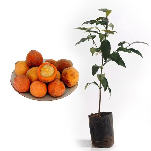 Muda de Bacupari 20 a 40cm AMK - Plantas Online - AMK Jardinagem e Paisagismo Imagem de Muda de Bacupari 20 a 40cm AMK - Plantas Online