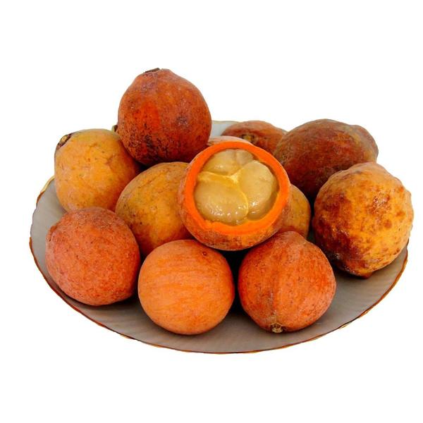 Muda de Bacupari 20 a 40cm AMK - Plantas Online - AMK Jardinagem e Paisagismo Imagem de Muda de Bacupari 20 a 40cm AMK - Plantas Online