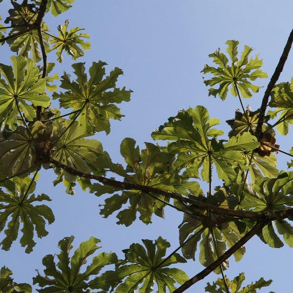 Muda de Banana de Macaco 20 a 40cm AMK - Plantas Online - AMK Jardinagem e Paisagismo Imagem de Muda de Banana de Macaco 20 a 40cm AMK - Plantas Online