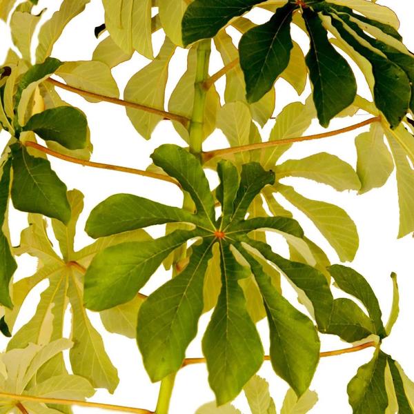 Muda de Banana de Macaco 20 a 40cm AMK - Plantas Online - AMK Jardinagem e Paisagismo Imagem de Muda de Banana de Macaco 20 a 40cm AMK - Plantas Online