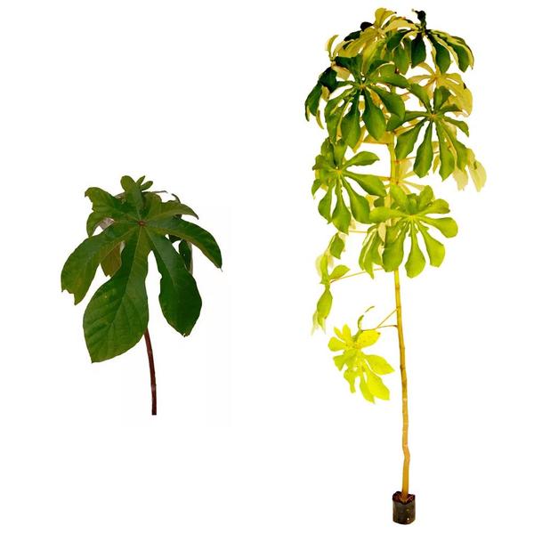 Muda de Banana de Macaco 20 a 40cm AMK - Plantas Online - AMK Jardinagem e Paisagismo Imagem de Muda de Banana de Macaco 20 a 40cm AMK - Plantas Online