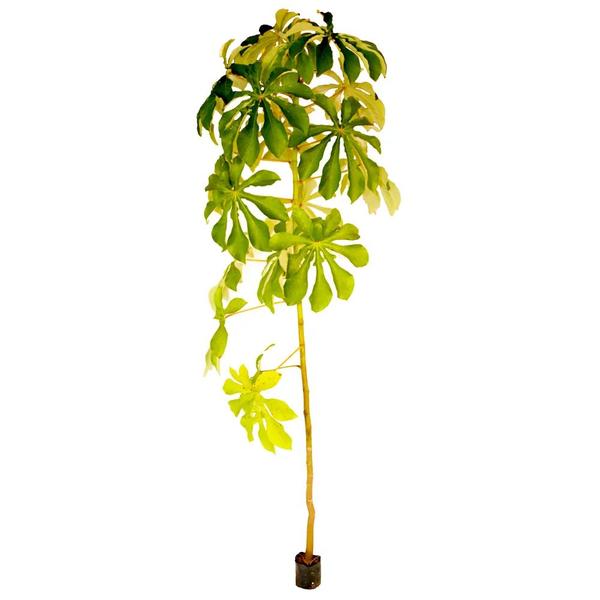 Muda de Banana de Macaco 20 a 40cm AMK - Plantas Online - AMK Jardinagem e Paisagismo Imagem de Muda de Banana de Macaco 20 a 40cm AMK - Plantas Online