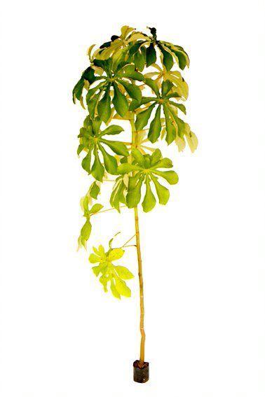 Muda de Banana de Macaco Altura 0,40 cm a 0,80 cm - Plantas Imagem de Muda de Banana de Macaco Altura 0,40 cm a 0,80 cm