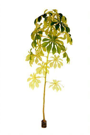 Muda de Banana de Macaco Altura 0,40 cm a 0,80 cm - Plantas Imagem de Muda de Banana de Macaco Altura 0,40 cm a 0,80 cm