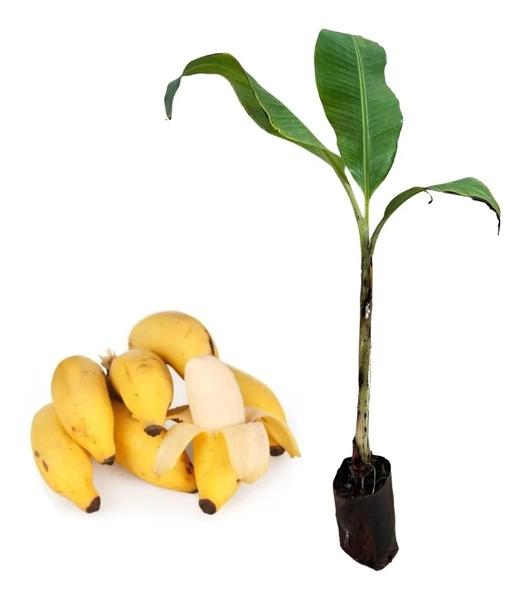 Imagem de Muda De Banana Maça