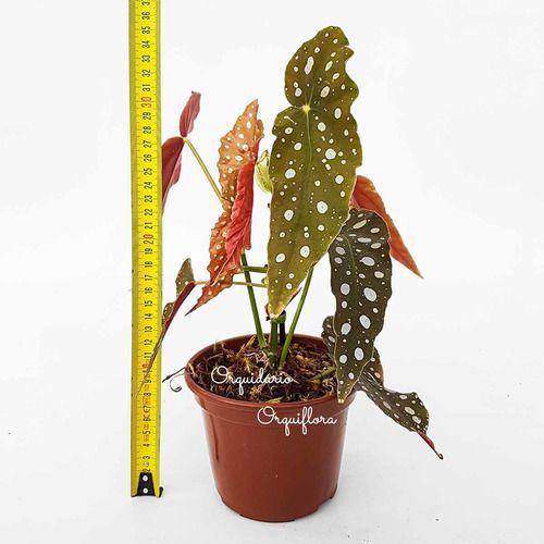 Muda De Begonia Maculata Planta Natural Exótica - Orquiflora Imagem de Muda De Begonia Maculata Planta Natural Exótica