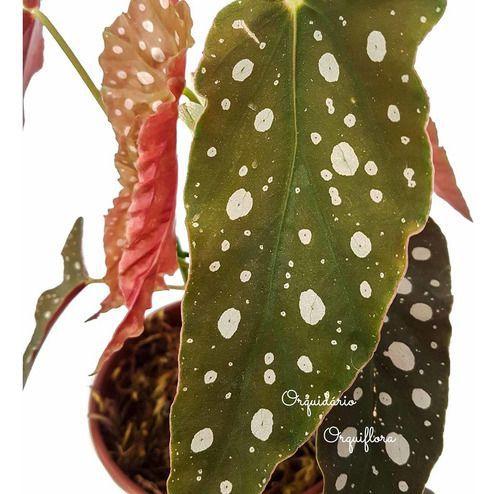 Imagem de Muda De Begonia Maculata Planta Natural Exótica