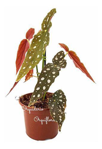 Muda De Begonia Maculata Planta Natural Exótica - Orquiflora Imagem de Muda De Begonia Maculata Planta Natural Exótica