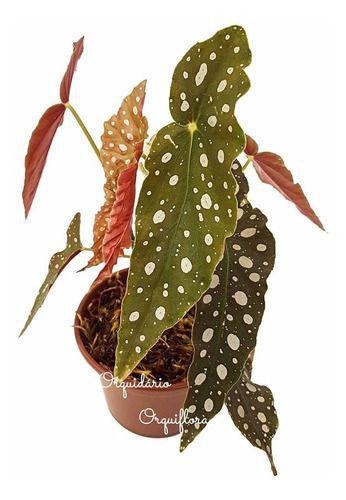 Muda De Begonia Maculata Planta Natural Exótica - Orquiflora Imagem de Muda De Begonia Maculata Planta Natural Exótica