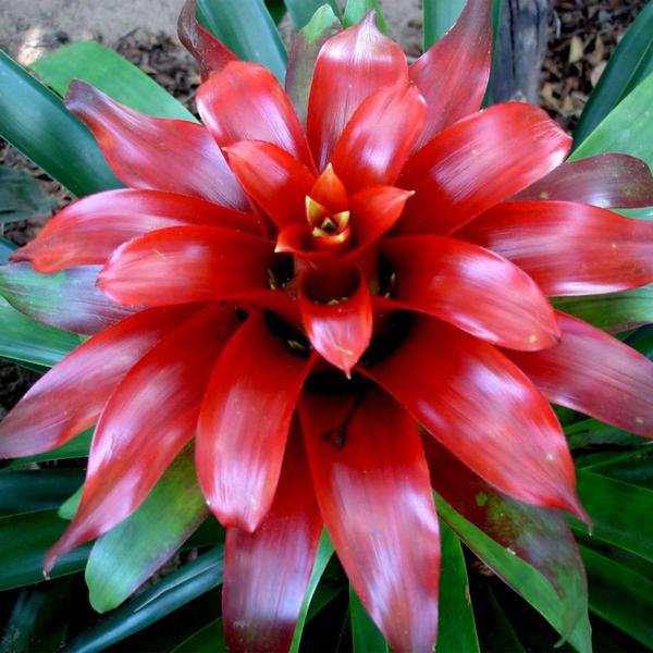 Imagem de Muda de Bromelia 20 a 40cm AMK - Plantas Online