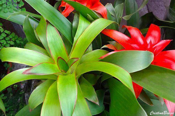 Imagem de Muda de Bromelia Altura 0,40 cm a 0,80 cm